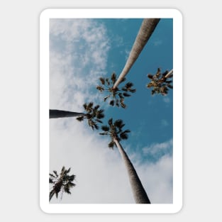 palm trees Sticker